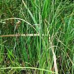 Equisetum fluviatile পাতা