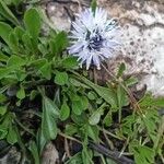 Globularia cordifolia Flower