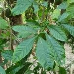 Tabernaemontana donnell-smithii Leaf