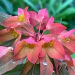 Euphorbia griffithii Flor