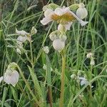 Clematis villosaBlodyn