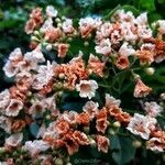 Cordia dentata Flower