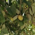 Annona cherimolaOvoce