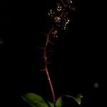 Griselinia racemosa Цветок