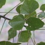 Erythrina abyssinica Leaf