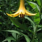 Lilium canadense Kvet