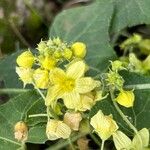 Bryonia verrucosa Flower