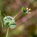 Coronilla scorpioides Leaf