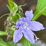 Campanulastrum americanum Fleur