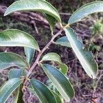 Ximenia caffra Leaf