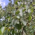 Alnus cordata Fruit