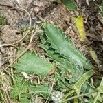 Eryngium nudicaule Hoja