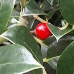 Ilex cornuta ഫലം