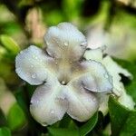 Brunfelsia americana फूल