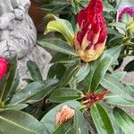 Rhododendron yakushimanum Облик