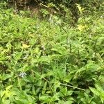 Salvia costaricensis Hábitos
