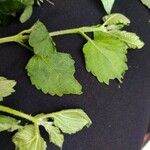 Fleischmannia microstemon Hoja