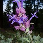 Salvia pachyphylla Цвят