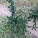Rhaphithamnus spinosus Hoja