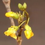 Pterocarpus angolensis Flor