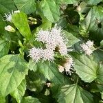 Ageratina havanensis Flower