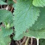 Lamium album Leht