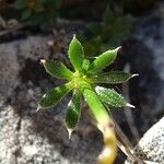 Galium anisophyllon Leaf