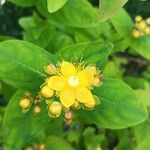 Hypericum × inodorum Flower