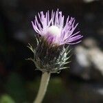 Tyrimnus leucographus Flower