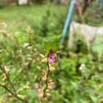 Cuphea carthagenensis Flower