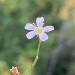 Petrorhagia saxifraga Цветок