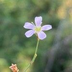 Petrorhagia saxifraga Žiedas