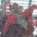 Begonia bowerae List