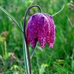 Fritillaria meleagris Kvet