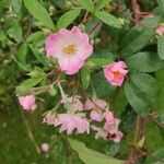 Rosa setigera Blüte