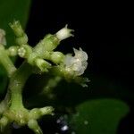 Psychotria racemosa Цветок