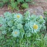 Rhodiola rosea पत्ता