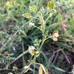 Medicago falcata Blatt