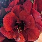 Hippeastrum reginaeКветка