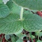 Mentha suaveolens Blad