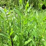 Centaurea nigrescens Blatt