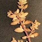 Herniaria ciliolata Mosusu