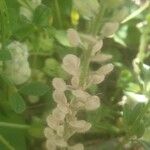 Lepidium densiflorum Fruit