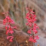 Penstemon utahensisFlor