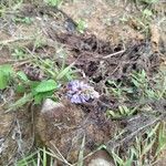 Desmodium heterocarpon Flor