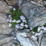 Petrocallis pyrenaica Flower