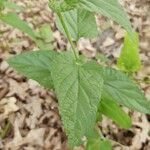 Salvia roemeriana Folla