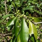 Sideroxylon salicifolium Плод