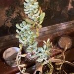 Sedum pachyphyllum Foglia