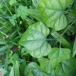 Cocculus carolinus Blad